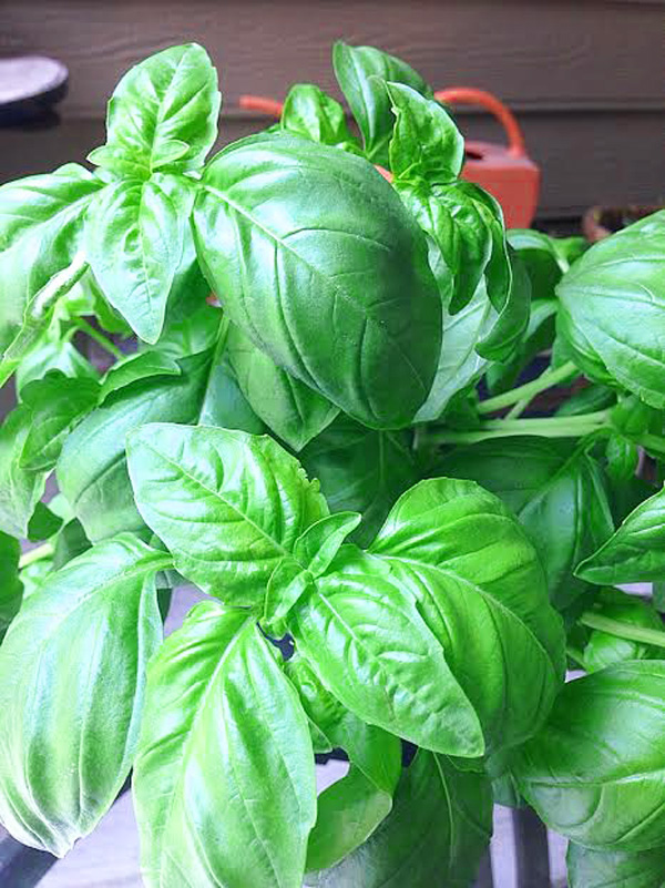 Basil-Plant